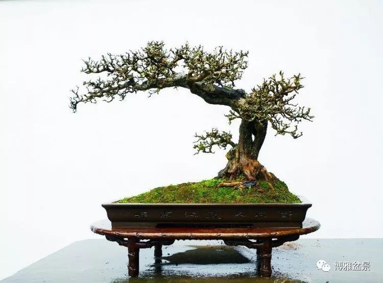 他是一位與博蘭結下奇緣的盆景大師（一） 