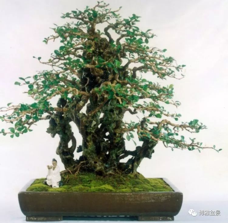 他是一位與博蘭結下奇緣的盆景大師（一） 