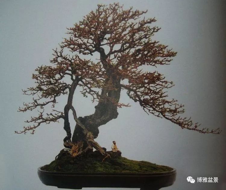 他是一位與博蘭結下奇緣的盆景大師（一） 