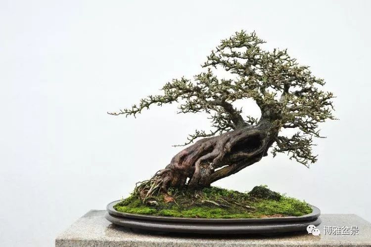 他是一位與博蘭結下奇緣的盆景大師（一） 