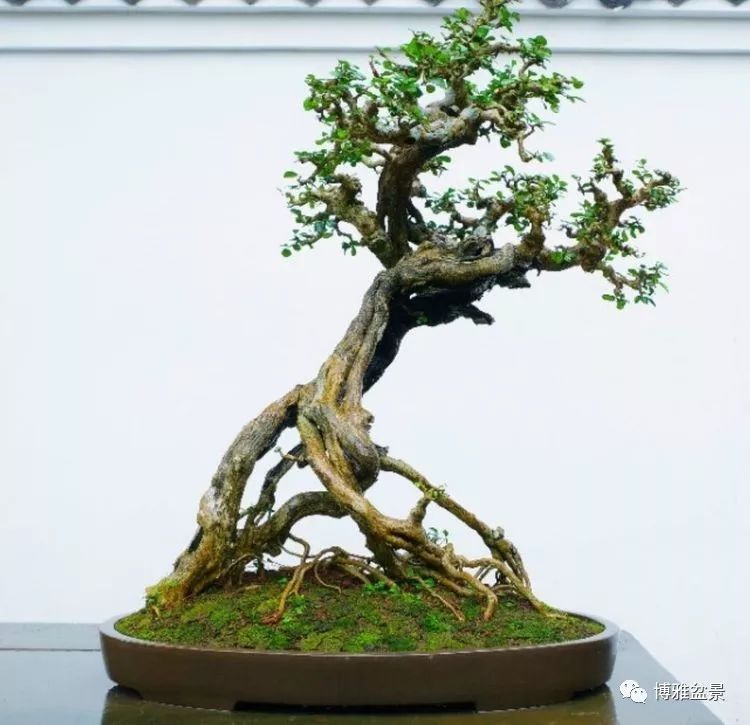 他是一位與博蘭結下奇緣的盆景大師（一） 