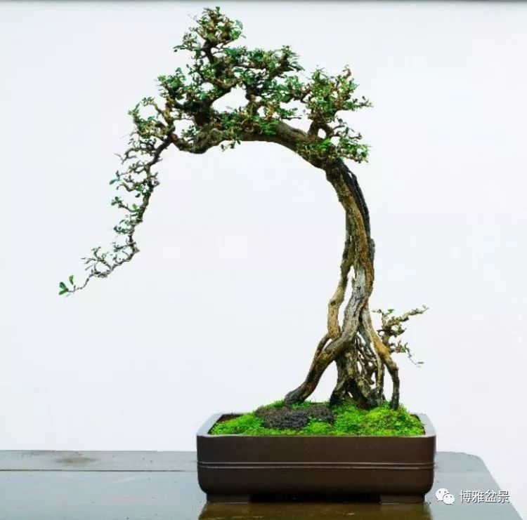 他是一位與博蘭結下奇緣的盆景大師（一） 