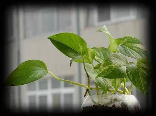 幾種很厲害的[吸·毒]植物，在家養一盆，除臭、養人、淨化空氣，家人越住越健康
