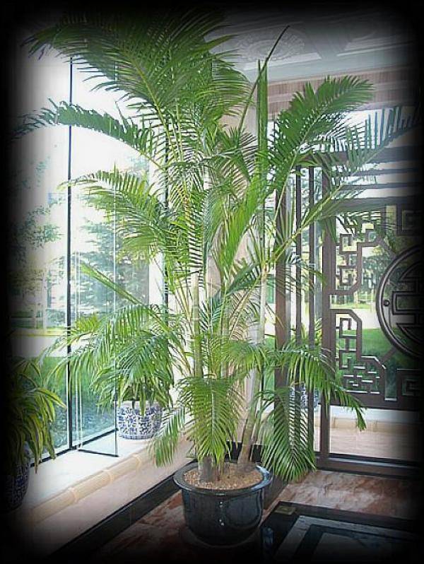 幾種很厲害的[吸·毒]植物，在家養一盆，除臭、養人、淨化空氣，家人越住越健康