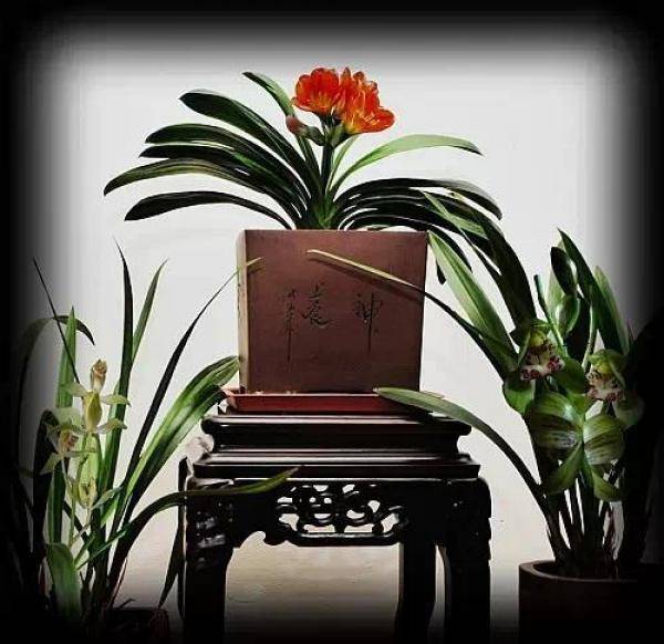 幾種很厲害的[吸·毒]植物，在家養一盆，除臭、養人、淨化空氣，家人越住越健康