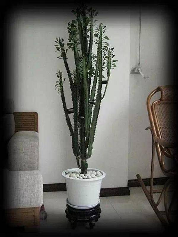 幾種很厲害的[吸·毒]植物，在家養一盆，除臭、養人、淨化空氣，家人越住越健康