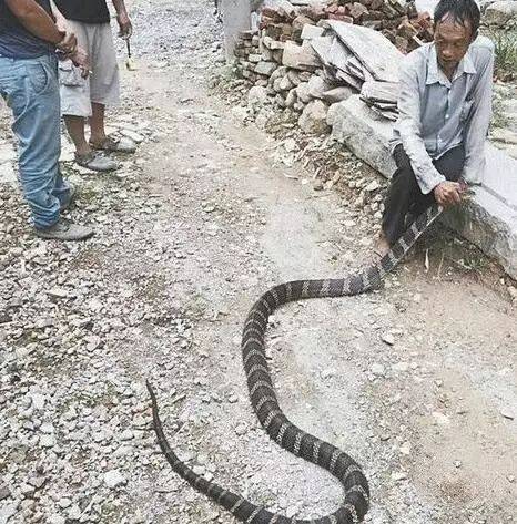 蛇進家？不能打，不知道的人趕緊看看。
