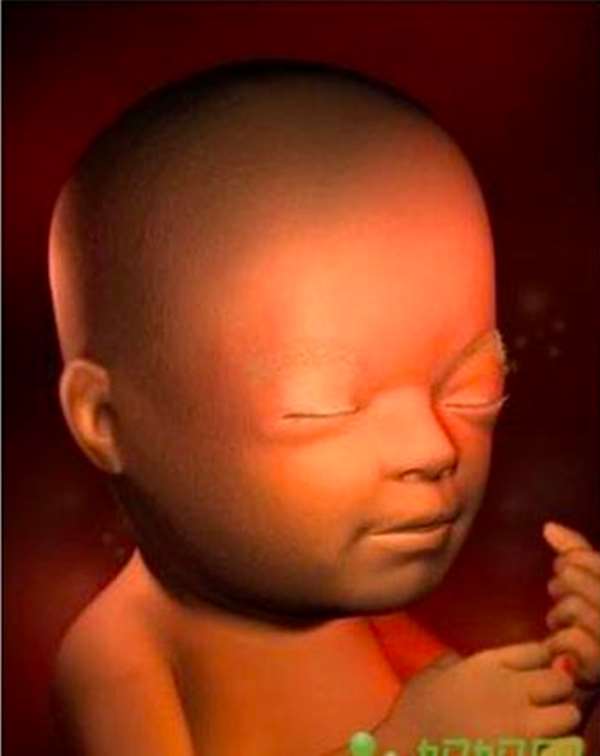 在媽媽肚子裡，寶寶每週的變化讓人感動！這些珍貴的畫麵，女人該看，男人更該看！ 