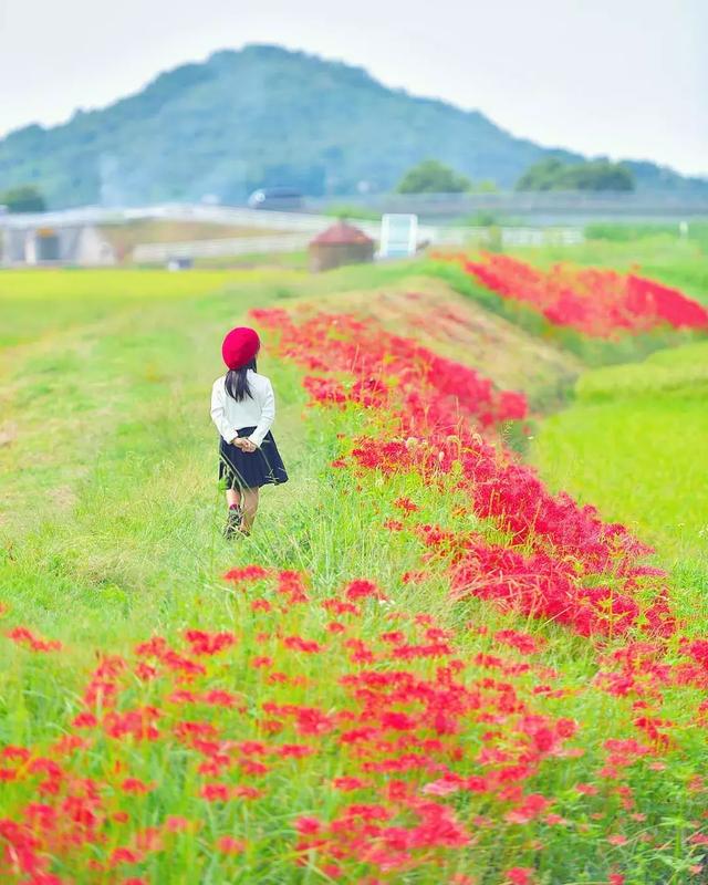 老爸偷拍女兒3年，把女兒拍成宮崎駿動畫，每天3萬人催他曬女兒