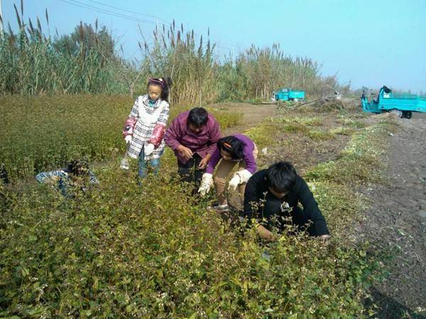 父親走後瞎女兒人見人嫌，大哥直接斷絕關係，二哥不放心領回家，福報開始了！