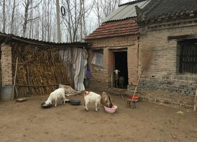 兒子去世，婆婆趕走兒媳，撫養孫子，五年後門口停豪車，婆婆蒙了