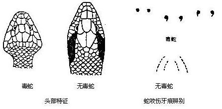 真人真事！他好心放生蛇反遭蛇咬一口，原來是蛇竟然是想要救他！