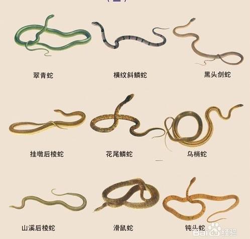 真人真事！他好心放生蛇反遭蛇咬一口，原來是蛇竟然是想要救他！