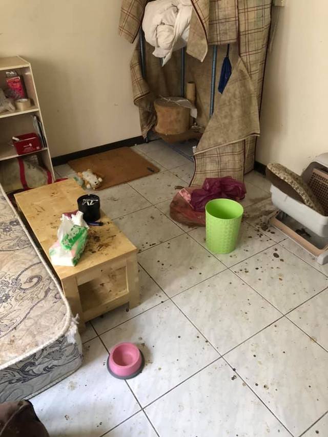 沒說有蟲！清潔人員「被上萬隻跳蚤咬」嚇到逃走　驚曝「一進到廚房超可怕」：1小時2千也不接