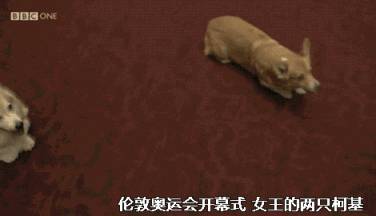 英國女王寵愛柯基70年，這次真的要告別了，再見，一輩子的老朋友