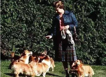 英國女王寵愛柯基70年，這次真的要告別了，再見，一輩子的老朋友