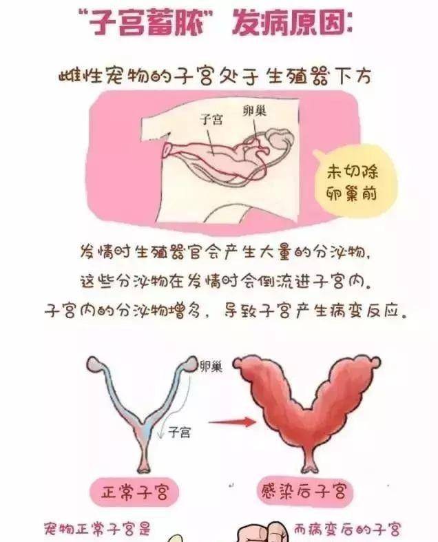 寵物沒有必要絕育？絕育的利弊你知道哪些？