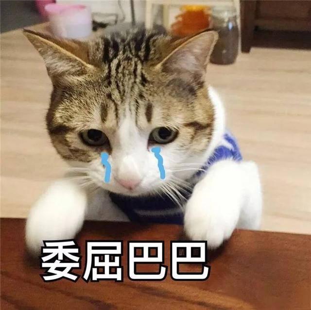 為什麼主人會被貓報復？因為錯誤的教育方法，會讓貓咪誤解！
