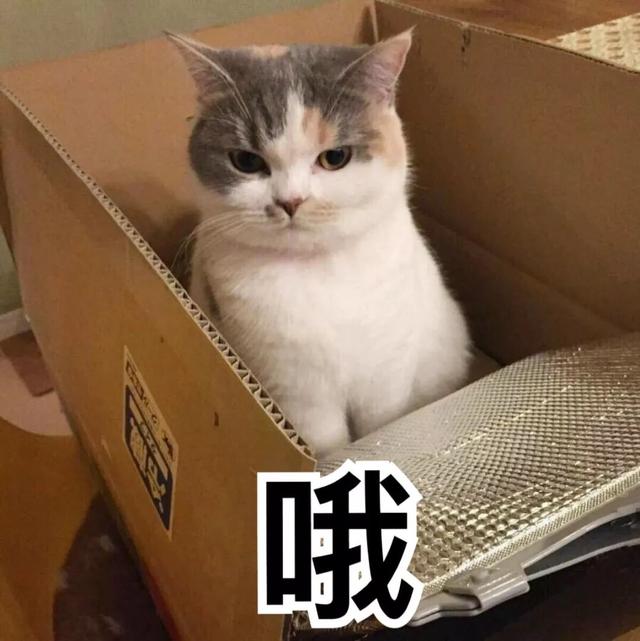 為什麼主人會被貓報復？因為錯誤的教育方法，會讓貓咪誤解！