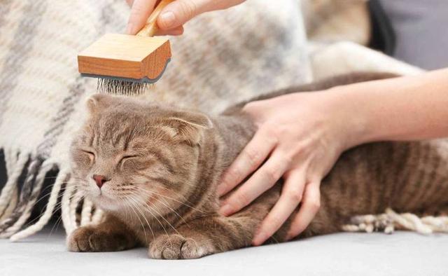 貓咪討厭的十件事：和天敵狗狗相比，它們更不喜歡第一個動物