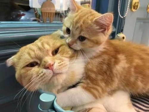 貓咪討厭的十件事：和天敵狗狗相比，它們更不喜歡第一個動物