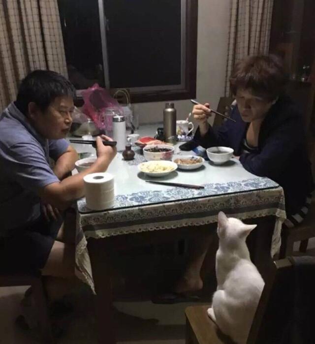 曾經不讓養貓的爸媽，現在把貓寵上了天，鏟屎官變成了撿來的孩子