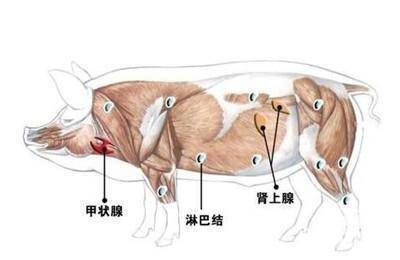 這5種肉再香也不能吃，含有的病菌和毒素特別多！