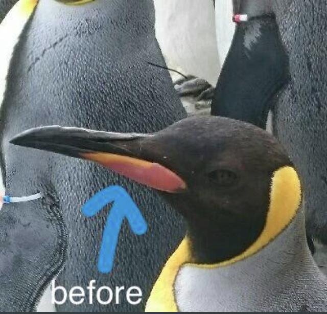 驚人事實！國王企鵝每年「嘴都會掉下來」　動物園：搜集滿滿一盒 