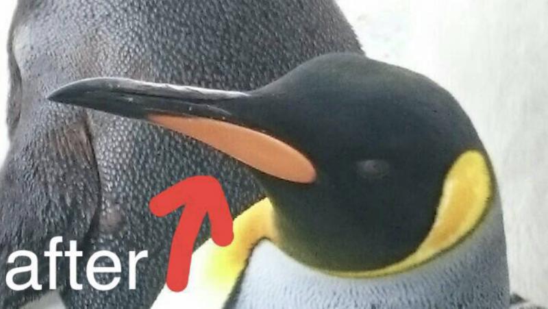 驚人事實！國王企鵝每年「嘴都會掉下來」　動物園：搜集滿滿一盒 