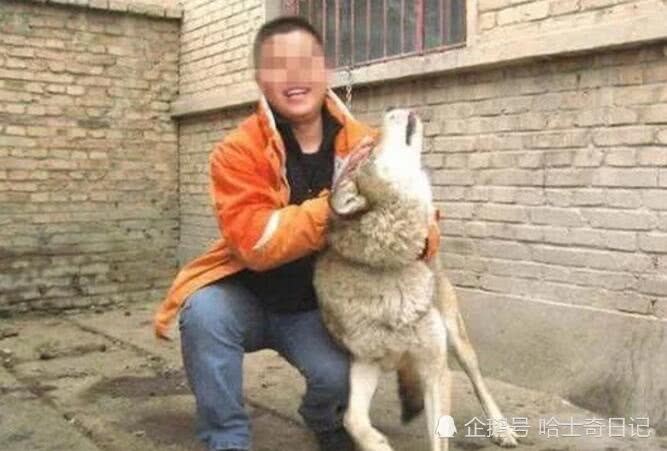 二哈不拆家光吃肉主人很納悶，網友一看張大嘴：不知樓主可還活著