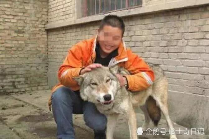 二哈不拆家光吃肉主人很納悶，網友一看張大嘴：不知樓主可還活著
