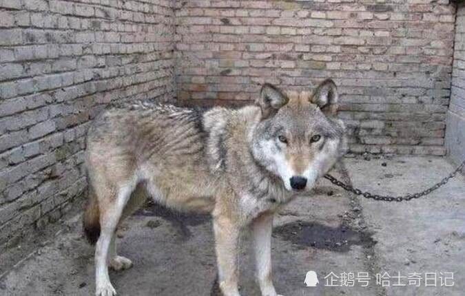 二哈不拆家光吃肉主人很納悶，網友一看張大嘴：不知樓主可還活著