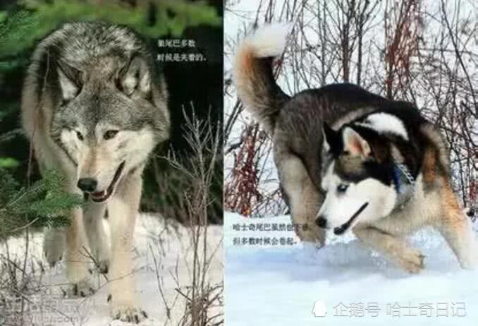 二哈不拆家光吃肉主人很納悶，網友一看張大嘴：不知樓主可還活著