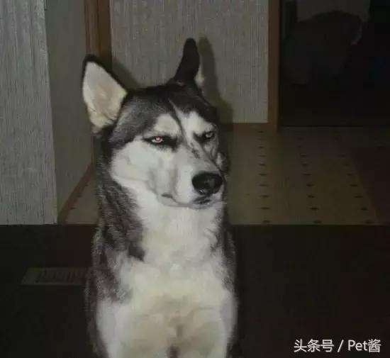 狗狗睡覺的N種姿勢揭示它們有多信任你！