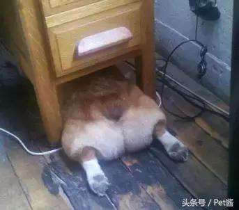 狗狗睡覺的N種姿勢揭示它們有多信任你！