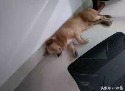 狗狗睡覺的N種姿勢揭示它們有多信任你！