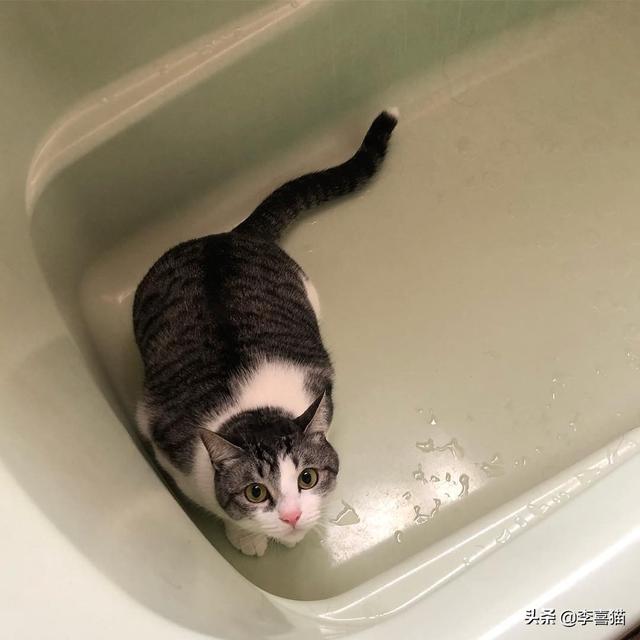 想讓貓咪的心情更加舒暢的話，鏟屎官不妨試試這五條養貓小技巧