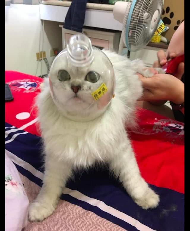 網友為讓貓安靜剪指甲，把半個瓶子套在它頭上，貓：我被封印了？
