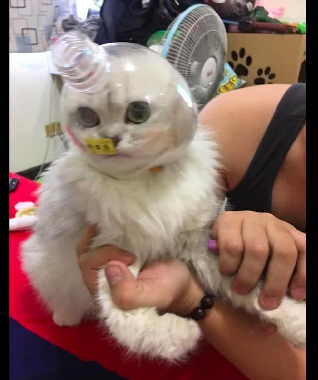 網友為讓貓安靜剪指甲，把半個瓶子套在它頭上，貓：我被封印了？