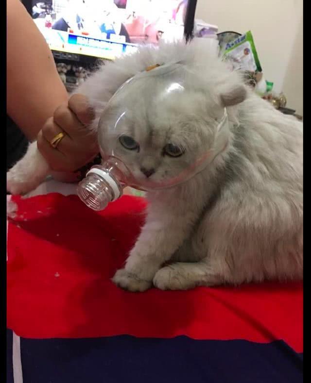 網友為讓貓安靜剪指甲，把半個瓶子套在它頭上，貓：我被封印了？