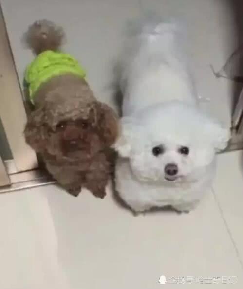 外出一個月將兩隻泰迪帶回老家，回來一瞧：媽，這是啥情況？