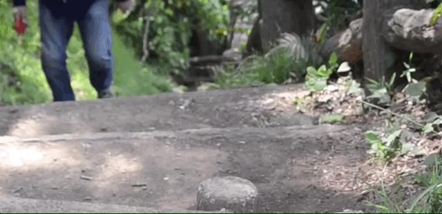 肉喵7年來一直陪主人登山，一張「淡定登頂照」讓牠成為人氣貓，紅到連拍照都要排隊！