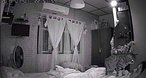 主人起床感覺自己胸悶，以為自己生病了，監控器揭秘貓咪才是兇手