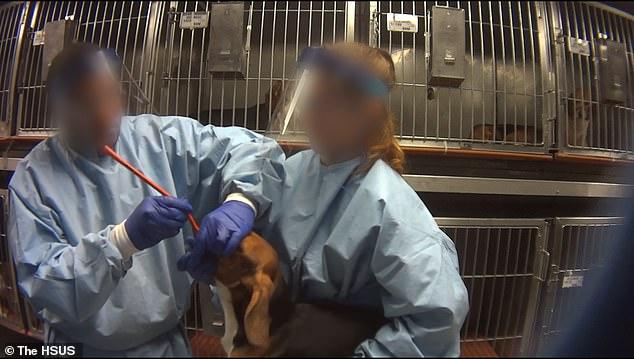 比格犬實驗室，狗不是被毒死就是安樂死，最開心就是安樂死那天