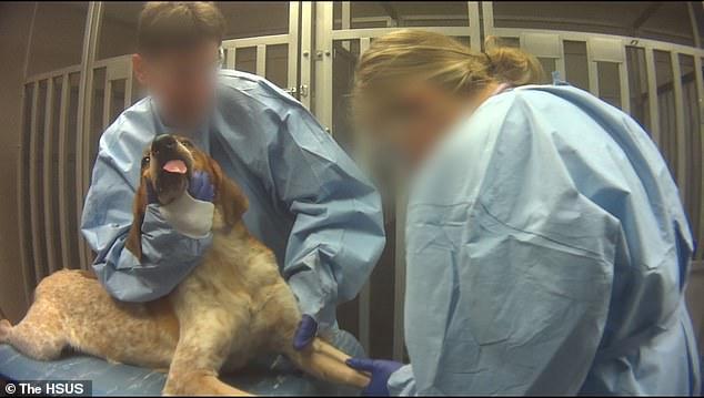 比格犬實驗室，狗不是被毒死就是安樂死，最開心就是安樂死那天