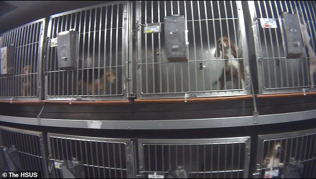 比格犬實驗室，狗不是被毒死就是安樂死，最開心就是安樂死那天