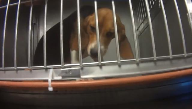 比格犬實驗室，狗不是被毒死就是安樂死，最開心就是安樂死那天