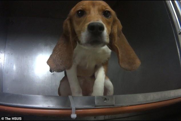 比格犬實驗室，狗不是被毒死就是安樂死，最開心就是安樂死那天