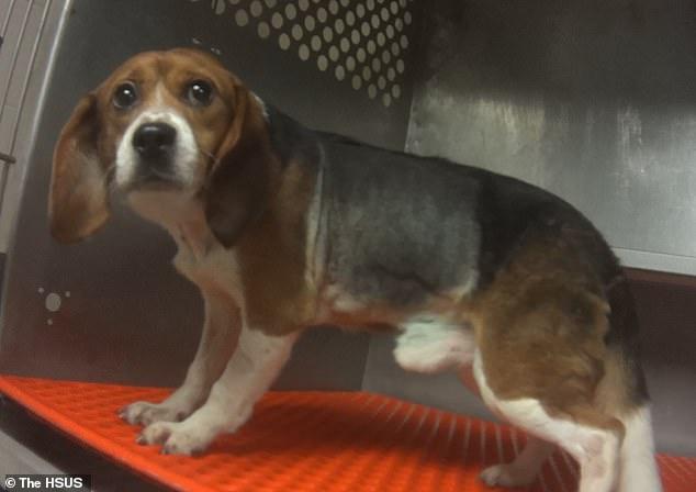 比格犬實驗室，狗不是被毒死就是安樂死，最開心就是安樂死那天
