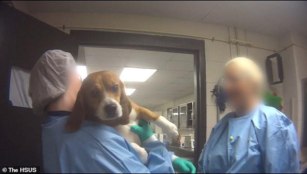 比格犬實驗室，狗不是被毒死就是安樂死，最開心就是安樂死那天